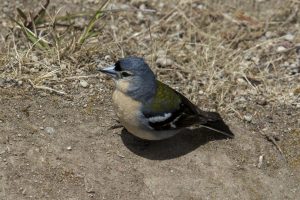 Den endemiske blå bogfinke. Den særlige afart findes kun på Azorerne