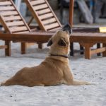 Sanur, Bali: Hund hyler mod solopgangen
