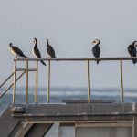 Sanur, Bali: Skarv i solopgangen