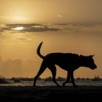 Sanur, Bali: Hund i solopgang på stranden