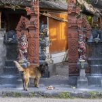 Sanur, Bali: Hund foran traditionel indgang