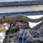 Sanur, Bali: Egern midt i byen