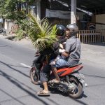 Sanur, Bali: En plante skal med hjem