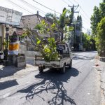 Sanur, Bali: Frangipani-træ på ladet