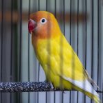 Sanur, Bali: Det er populært at holde fugle i bur