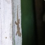Sanur, Bali: Gekko