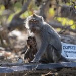 Makakaber (Crab-Eating Macaque) i West Bali National Park
