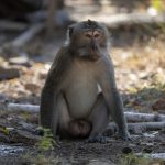Makakaber (Crab-Eating Macaque) i West Bali National Park