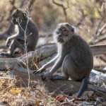Makakaber (Crab-Eating Macaque) i West Bali National Park
