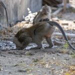 Makakaber (Crab-Eating Macaque) i West Bali National Park