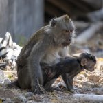 Makakaber (Crab-Eating Macaque) i West Bali National Park