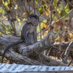 Makakaber (Crab-Eating Macaque) i West Bali National Park