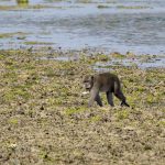 Makakaber (Crab-Eating Macaque) i West Bali National Park