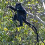 Langur (Javan Langur) i West Bali National Park