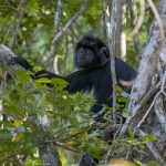Langur (Javan Langur) i West Bali National Park