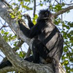 Langur (Javan Langur) i West Bali National Park