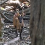 Rød muntjak (Barking deer) i West Bali National Park