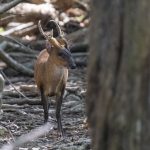 Rød muntjak (Barking deer) i West Bali National Park