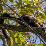 Luwak i West Bali National Park