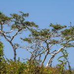 West Bali National Park