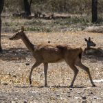Javanesisk rusa-hjort i West Bali National Park