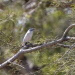 Balistær (Bali Starling) i West Bali National Park