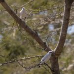 Balistær (Bali Starling) i West Bali National Park