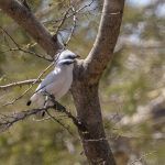 Balistær (Bali Starling) i West Bali National Park