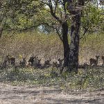Javanesisk rusa-hjort i West Bali National Park