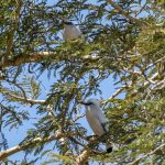 Balistær (Bali Starling) i West Bali National Park
