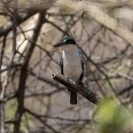 Isfugl (collared kingfisher) i West Bali National Park