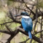 Isfugl (collared kingfisher) i West Bali National Park