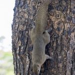 Sanur, Bali: Egern springer rundt i træ på stranden
