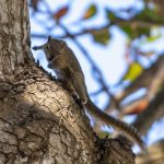 Sanur, Bali: Egern springer rundt i træ på stranden