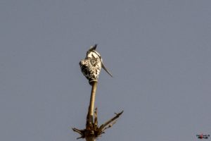Gråfisker - Pied Kingfisher