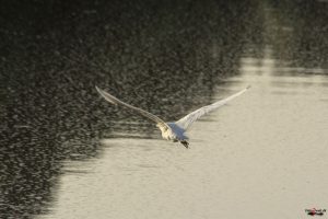 Hejre - vist silkehejre