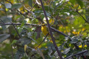 Brillevæver - Spectacled Weaver