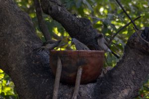 Almindelig (common) bulbul, brillevæver og palmedue (laughing dove)