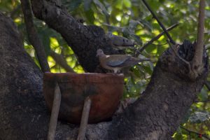 Palmedue (laughing dove)