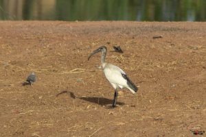 Hellig ibis
