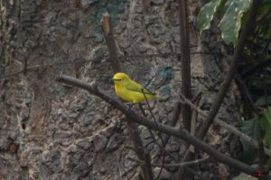 Gul brillefugl (African yellow white eye)