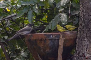 Almindelig bulbul og Gul brillefugl