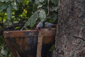 Rødhalet astrild (lavender waxbill)