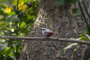 Rødhalet astrild (lavender waxbill)