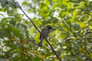 Sortstrubet honninggøg (greater honeyguide)