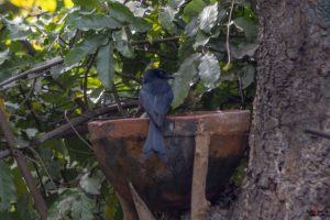 Gaffelhalet Drongo (fork tailed drongo)