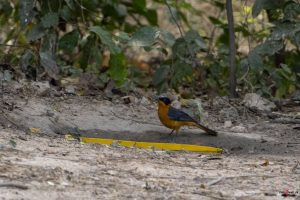 Hvidisset drosselsanger (snowy crowned robin-chat)Hvidisset drosselsanger (snowy crowned robin-chat)