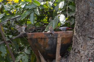 Orange-cheeked waxbill (vist pragtfinke)