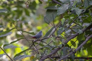 Rødhalet astrild (lavender waxbill)