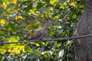 Palmedue (laughing dove)